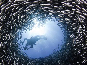 加攝影師拍海獅穿行魚群隧道掠食(組圖)